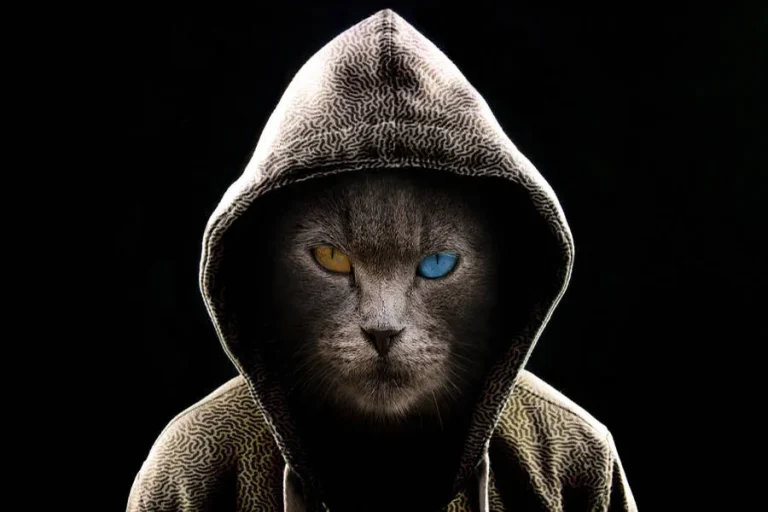 Cat with Glasses and Hoodie – The Perfect Blend of Cute and Cool